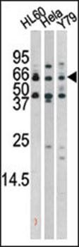 RAD9 (phospho-Ser272) antibody