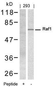 RAF1 (Ab-338) antibody