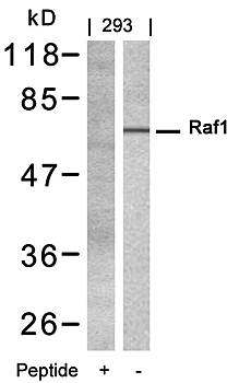 Raf1 (Ab-338) Antibody
