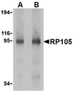 RP105 Antibody