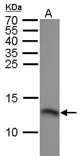replication protein A3 Antibody