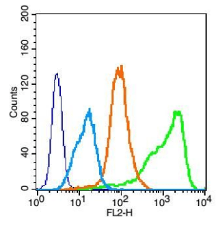 sVEGFR2 antibody