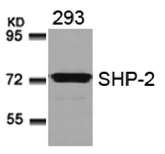 SHP-2 (Ab-580) Antibody
