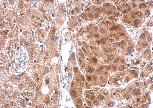 steroidogenic acute regulatory protein Antibody