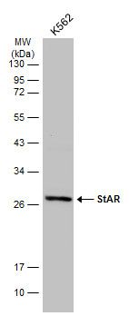 steroidogenic acute regulatory protein Antibody