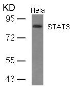 STAT3 (Ab-727) antibody