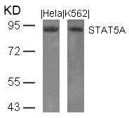 STAT5A (Ab-694) antibody