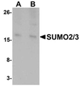 SUMO2/3 Antibody
