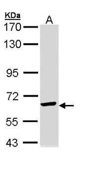 TCP epsilon antibody