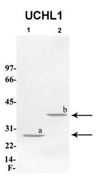 PGP9.5 antibody