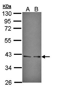 UFD1L antibody