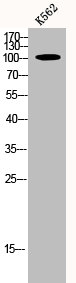 USO1 antibody