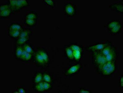 Vesicle-associated protein 7 antibody