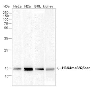Histone H3 (tri methyl K4, serotonyl Q5) antibody [Out of stock]